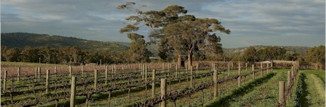 https://www.corymbiawine.com.au/ - Corymbia - Tasting Notes On Australian & New Zealand wines
