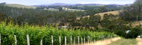 http://www.delamerevineyards.com.au/ - Delamere - Tasting Notes On Australian & New Zealand wines