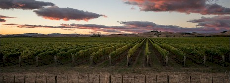 https://vidal.co.nz/ - Vidal Estate - Tasting Notes On Australian & New Zealand wines