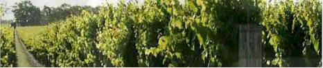 http://www.glendonpark.com.au/ - Browns of Padthaway - Tasting Notes On Australian & New Zealand wines