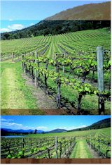 http://www.chrismont.com.au/ - Chrismont - Tasting Notes On Australian & New Zealand wines
