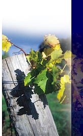 http://www.langi.com.au/ - Mount Langi - Tasting Notes On Australian & New Zealand wines