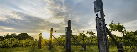 http://allandalewinery.com.au/ - Allandale - Tasting Notes On Australian & New Zealand wines