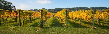 http://www.bellinghamestate.com.au/ - Bellingham - Tasting Notes On Australian & New Zealand wines