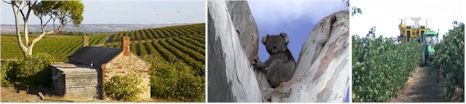 http://www.oliverstaranga.com/ - Olivers Taranga - Tasting Notes On Australian & New Zealand wines