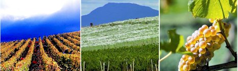 http://kreglingerwineestates.com/ - Pipers Brook Estate - Tasting Notes On Australian & New Zealand wines