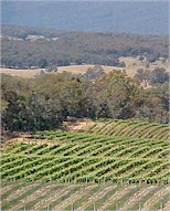 http://www.summerfieldwines.com/ - Summerfield - Tasting Notes On Australian & New Zealand wines