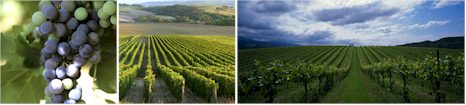 http://www.capebarrenwines.com/ - Cape Barren - Tasting Notes On Australian & New Zealand wines