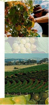 http://www.knappsteinwines.com.au/ - Knappstein - Tasting Notes On Australian & New Zealand wines